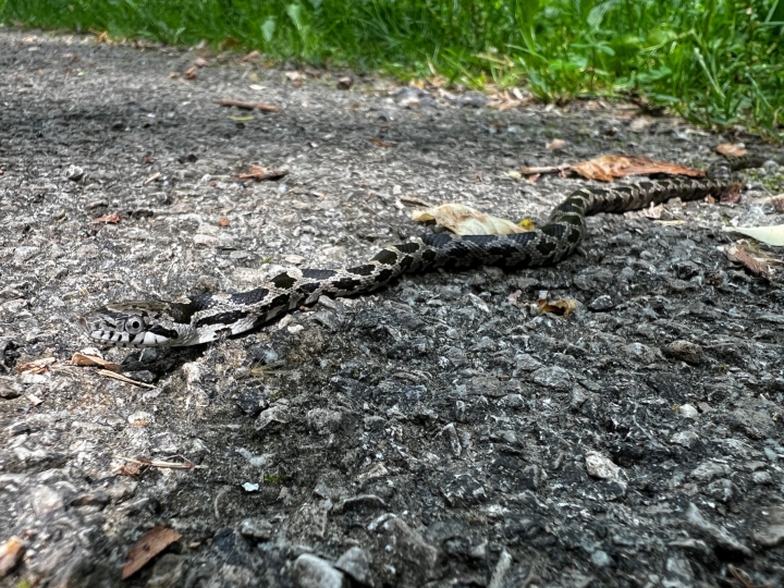 Black Rat Snake